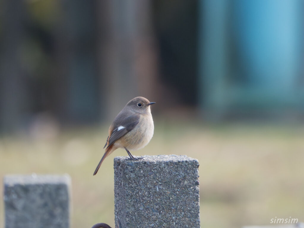 埼玉の公園　ジョウビタキ