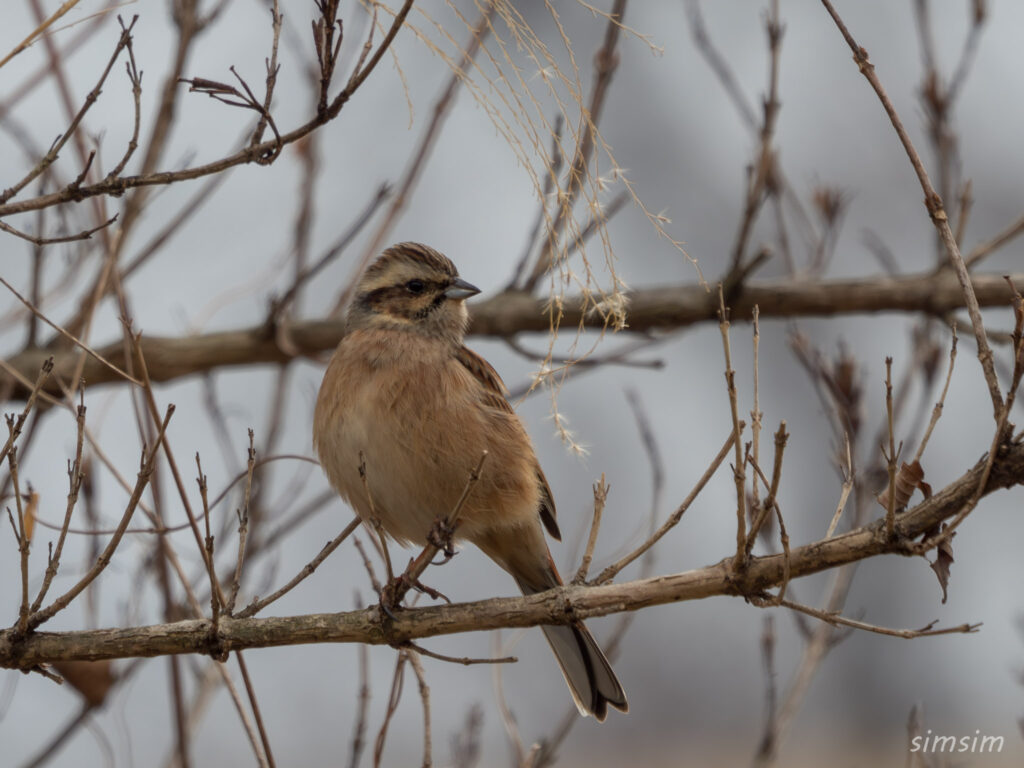 横浜の公園 ホオジロ