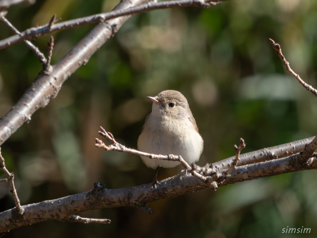 東京の公園 ニシオジロビタキ