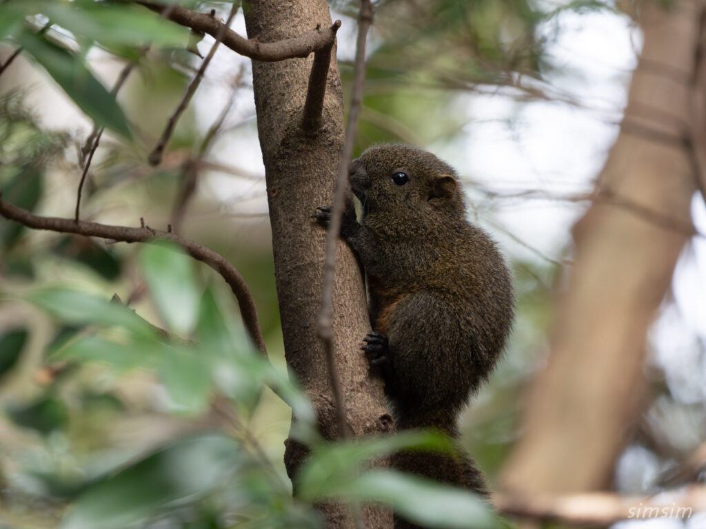 横浜の公園　タイワンリス