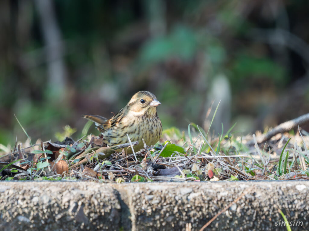 埼玉の公園 アオジ
