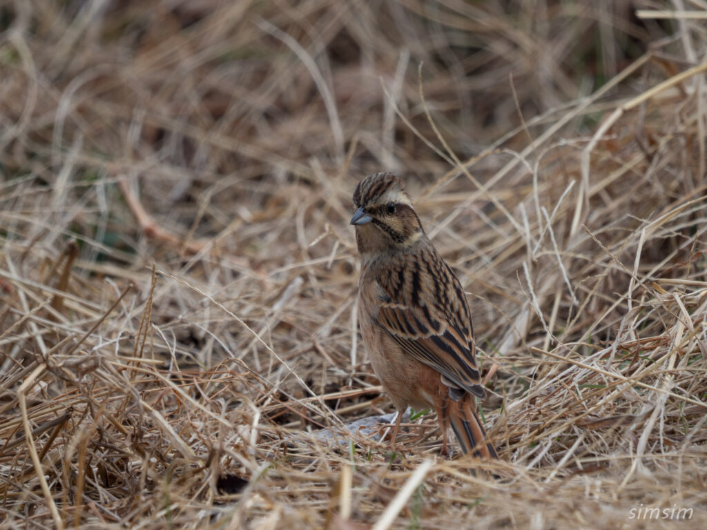 横浜の公園 ホオジロ