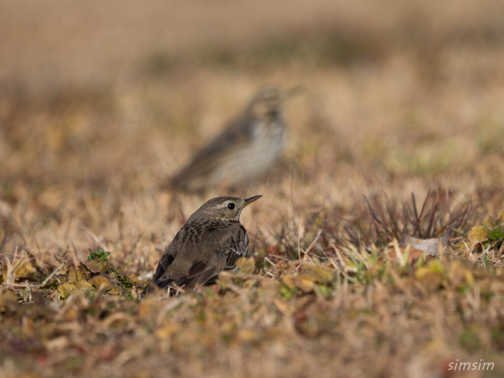 埼玉の公園 タヒバリ