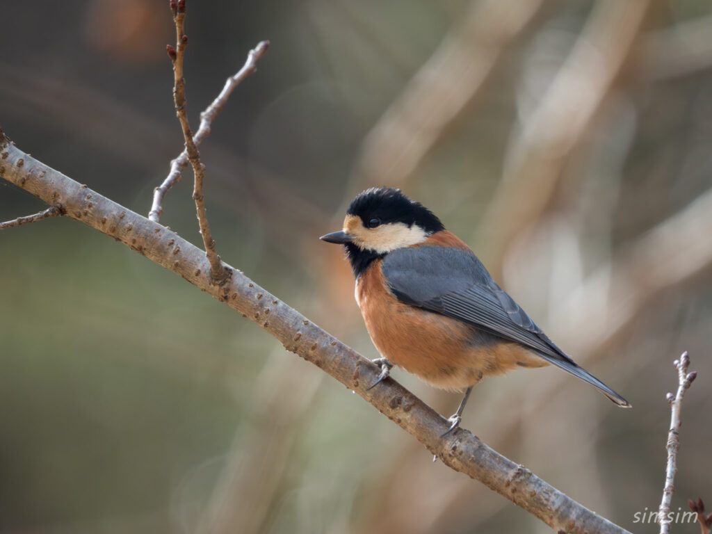横浜の公園 ヤマガラ