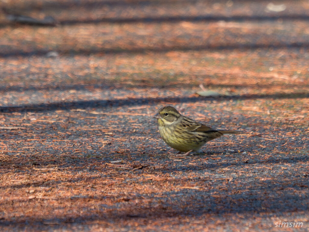 埼玉の公園 アオジ