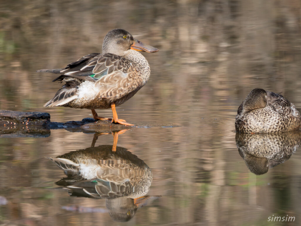 埼玉の公園 ハシビロガモ
