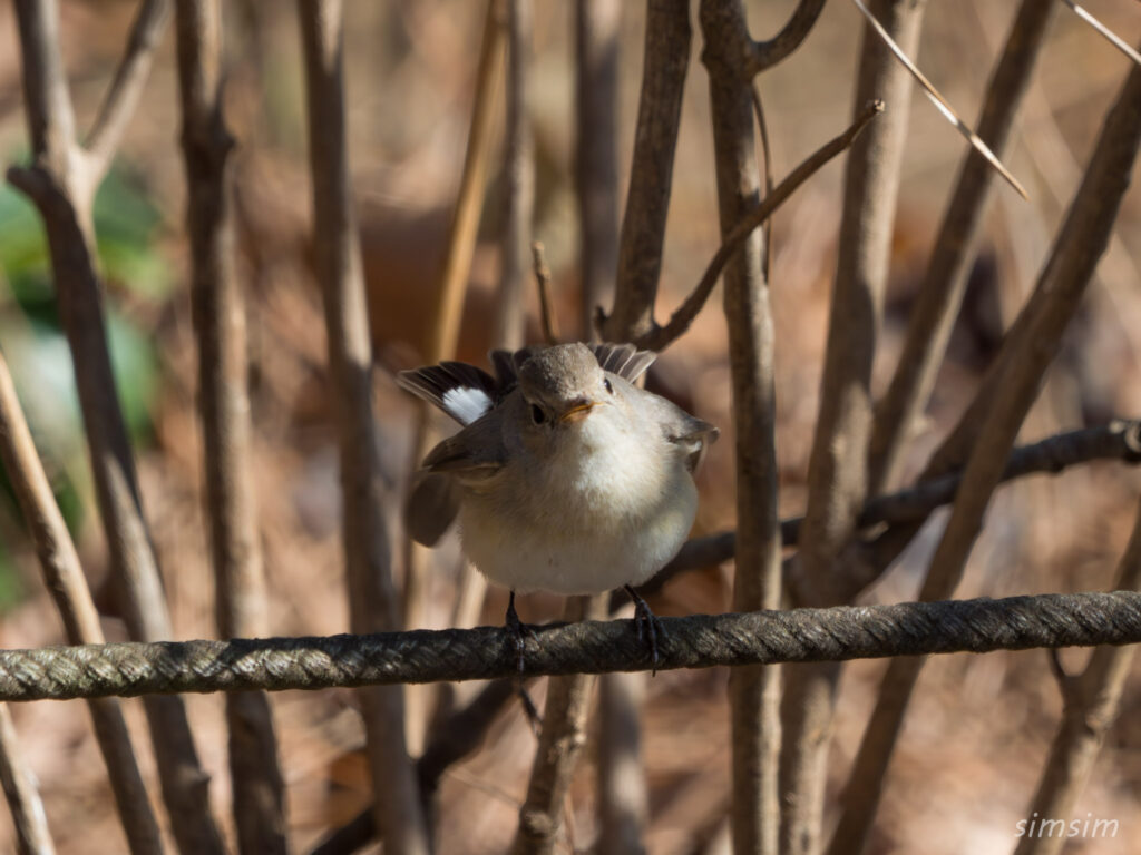 東京の公園 ニシオジロビタキ