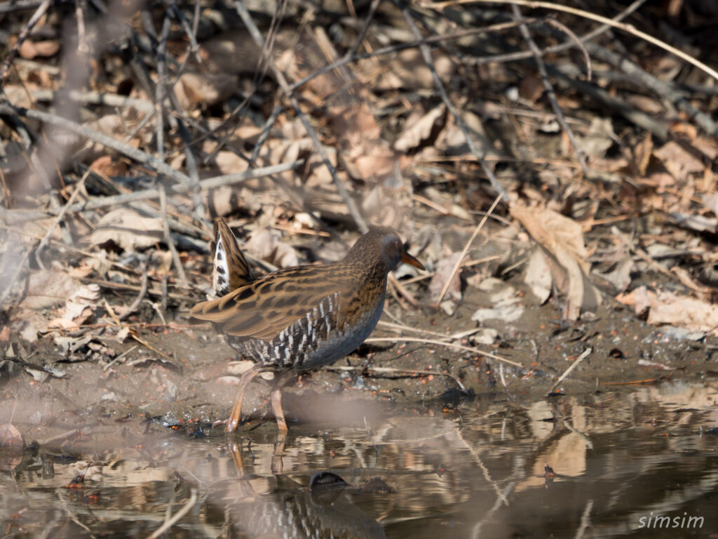 埼玉の公園 クイナ