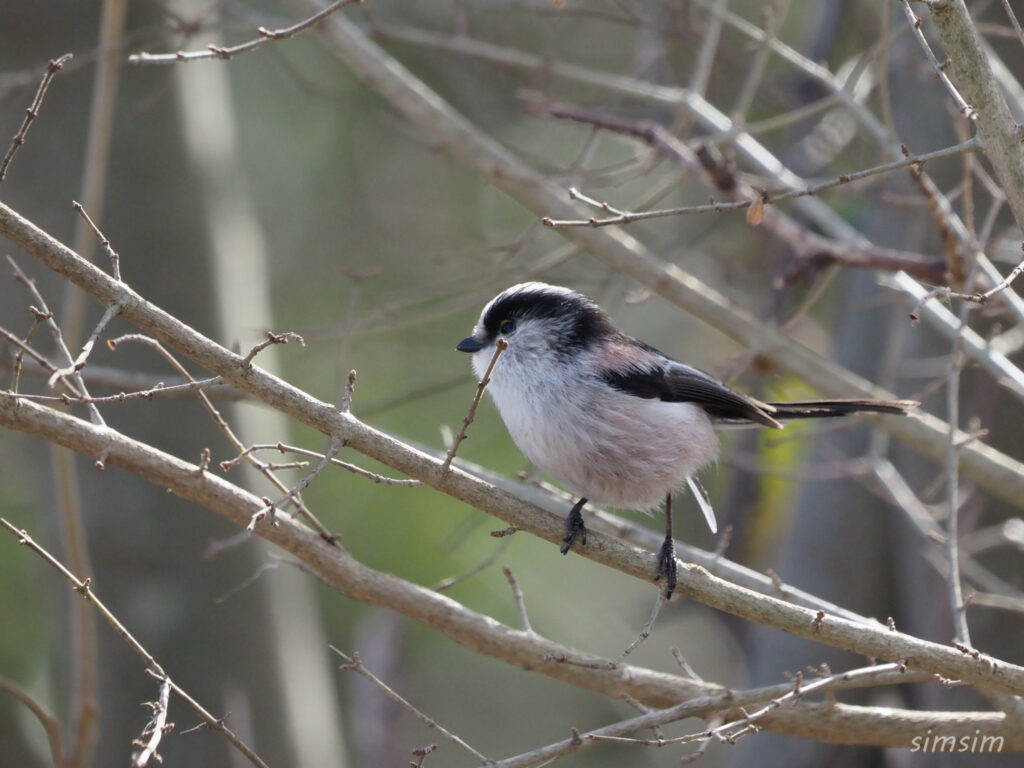 埼玉の公園 エナガ