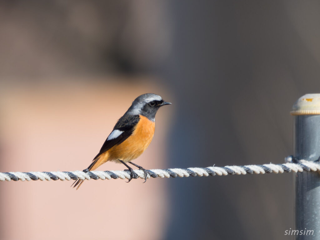 埼玉の公園 ジョウビタキ