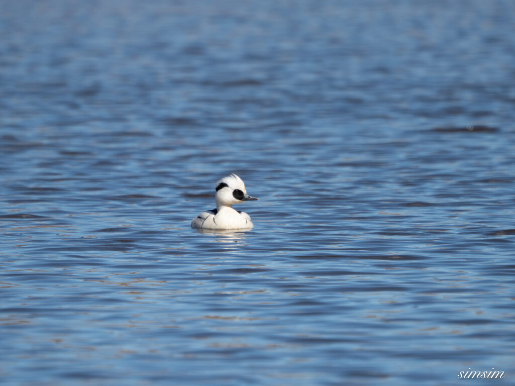 埼玉の公園 ミコアイサ