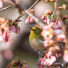 桜とメジロ2025