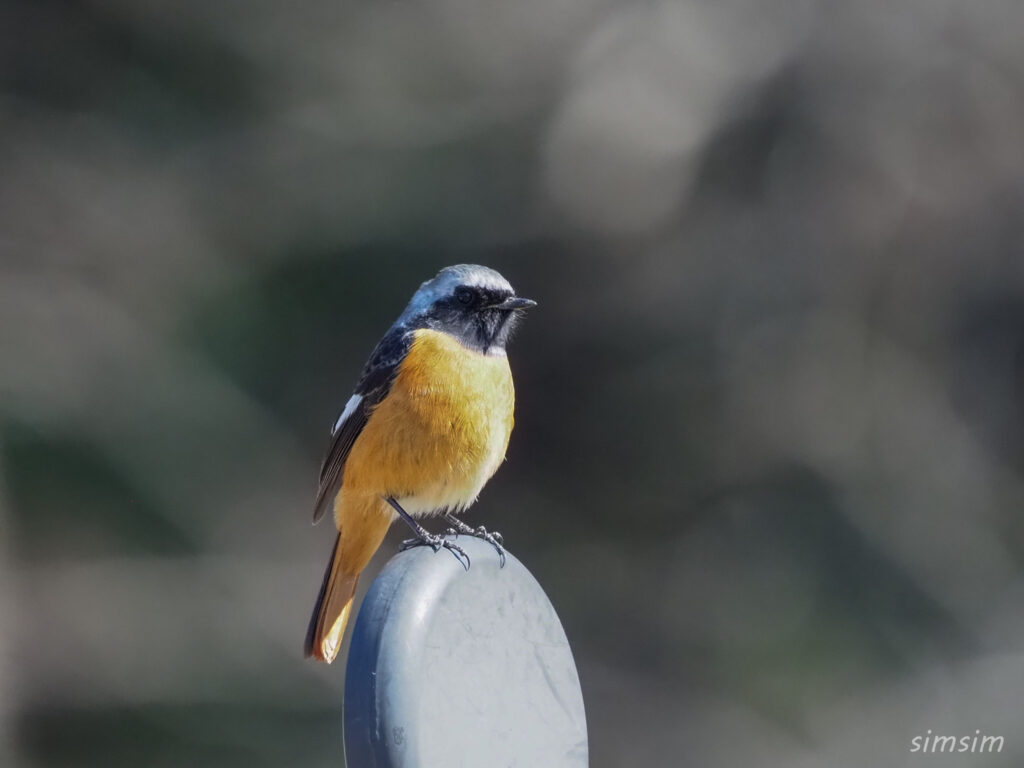 茨城の山　梅林　ジョウビタキ