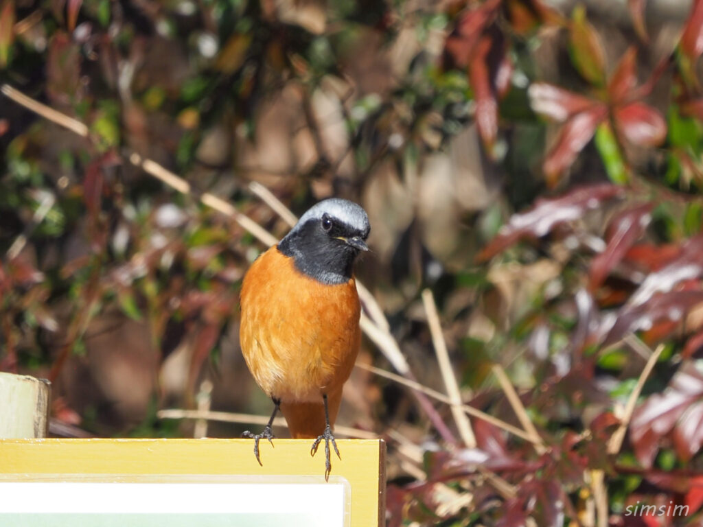 茨城の山　梅林　ジョウビタキ