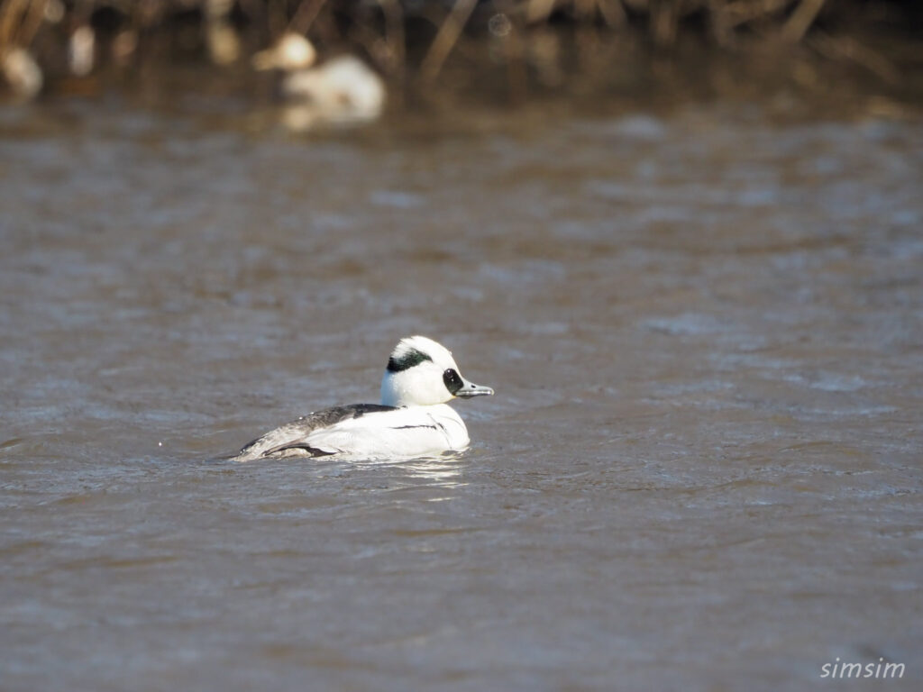 埼玉の公園 ミコアイサ