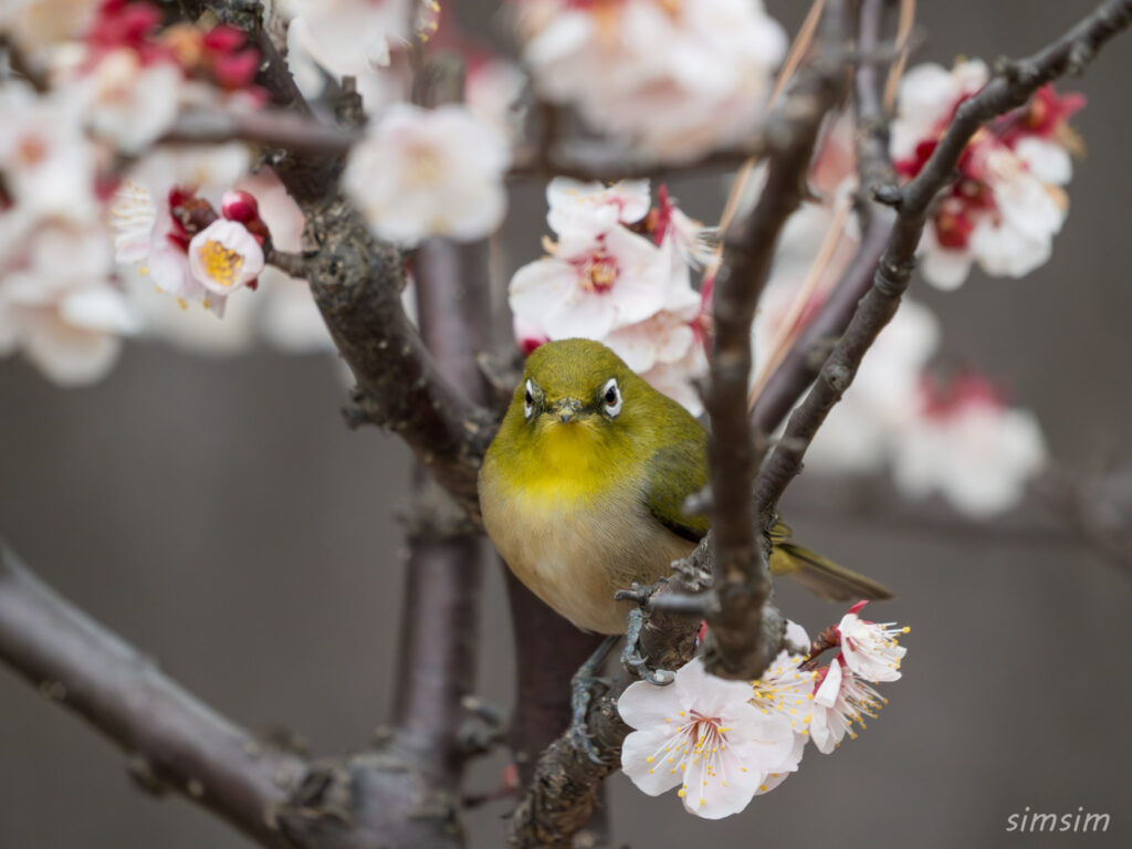 近所の公園　初春　エナガ