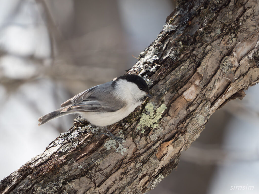 戦場ヶ原 コガラ