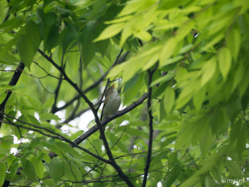 都内の公園 センダイムシクイ