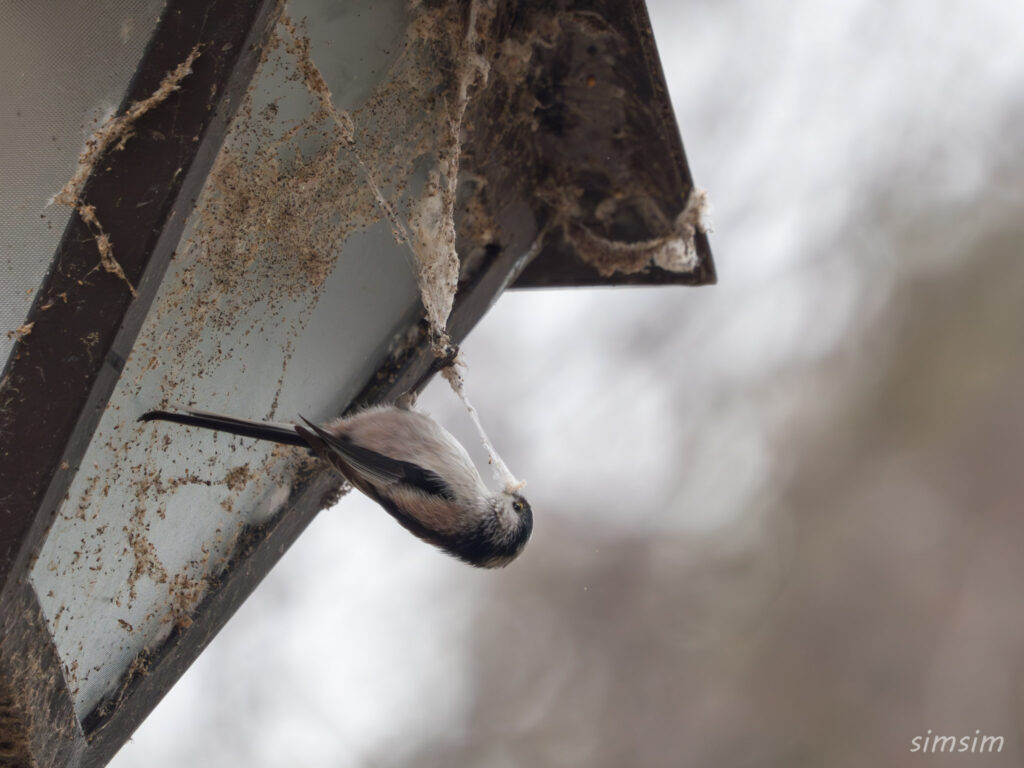 近所の公園　初春　エナガ