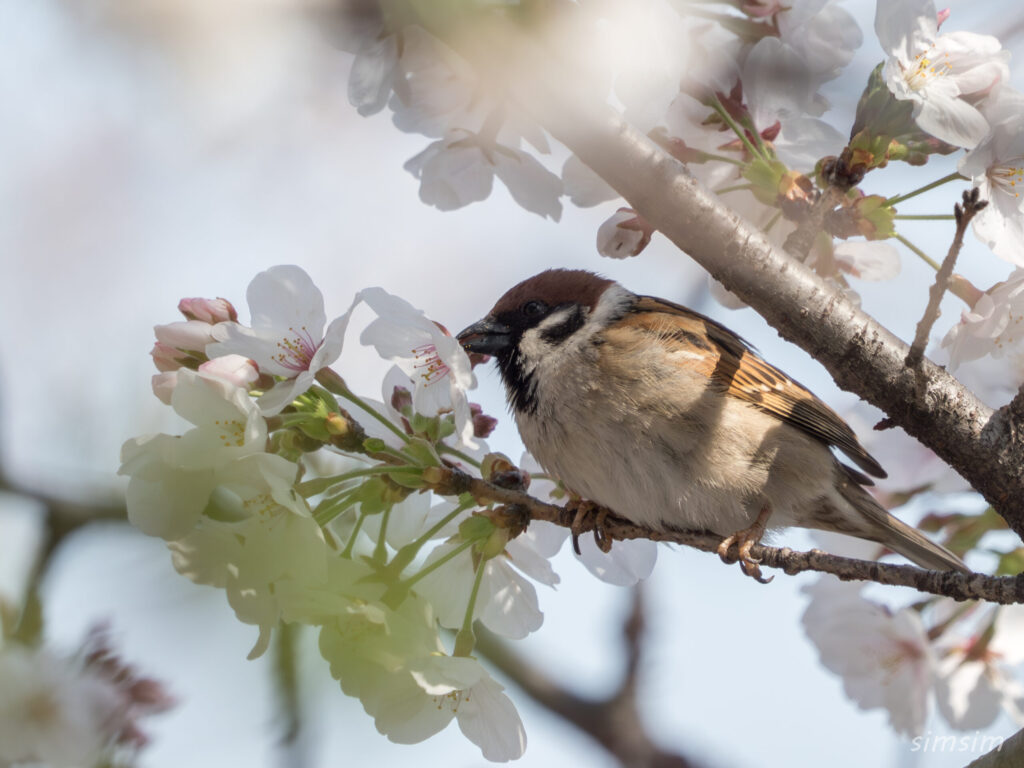 桜とスズメ