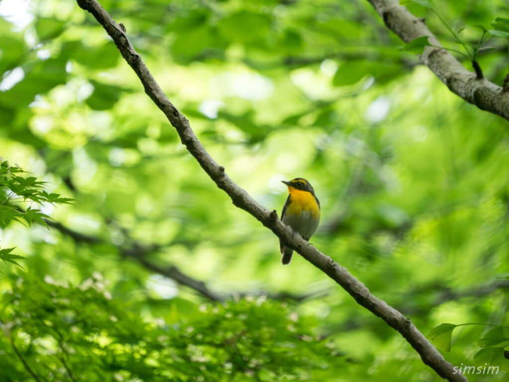 都内の公園　キビタキ