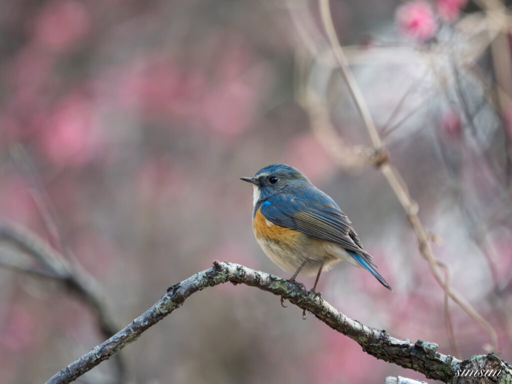 横浜の公園　ルリビタキ