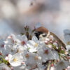 桜とスズメ