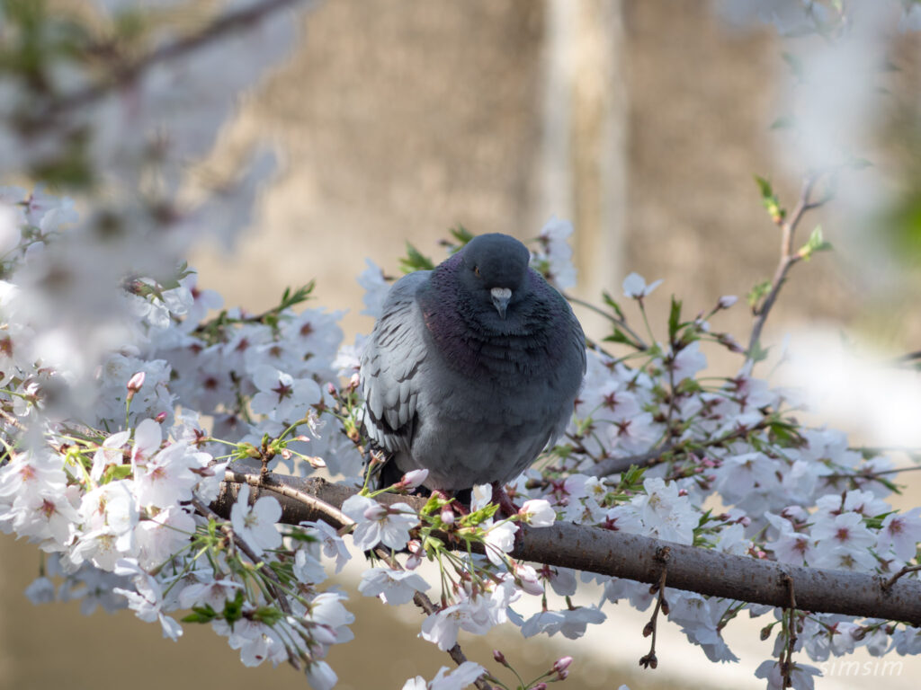 桜とハト