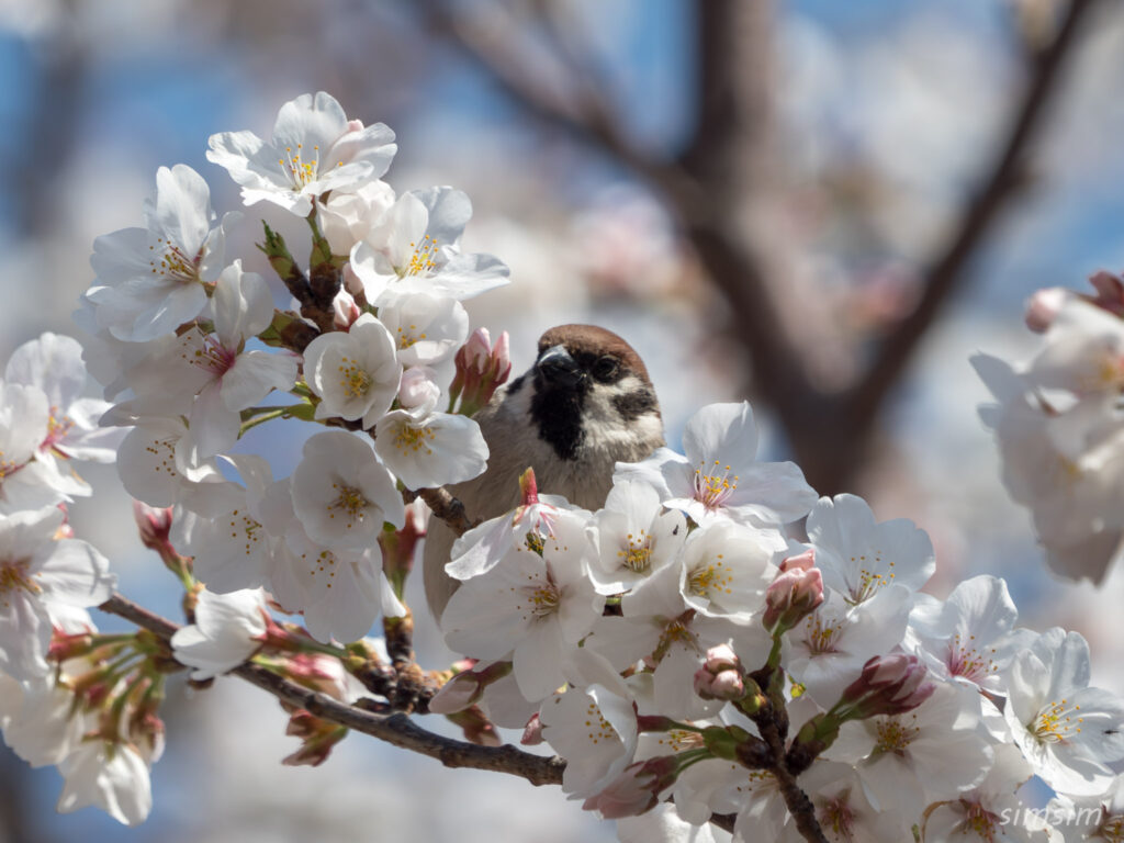 桜とスズメ