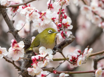 近所の公園　初春　エナガ