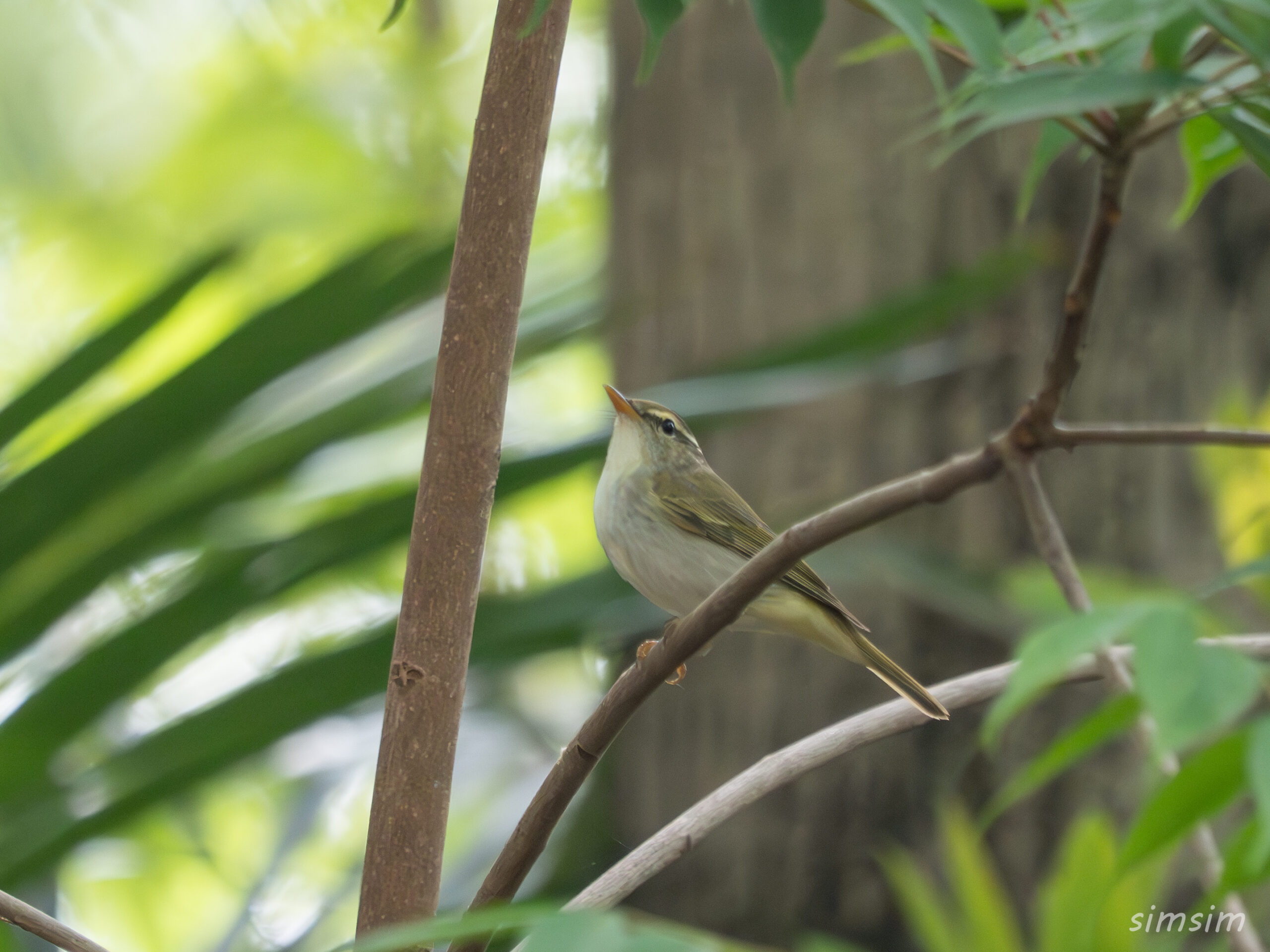 都内の公園　センダイムシクイ
