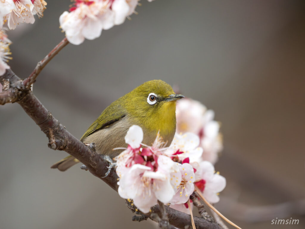 近所の公園 初春 エナガ