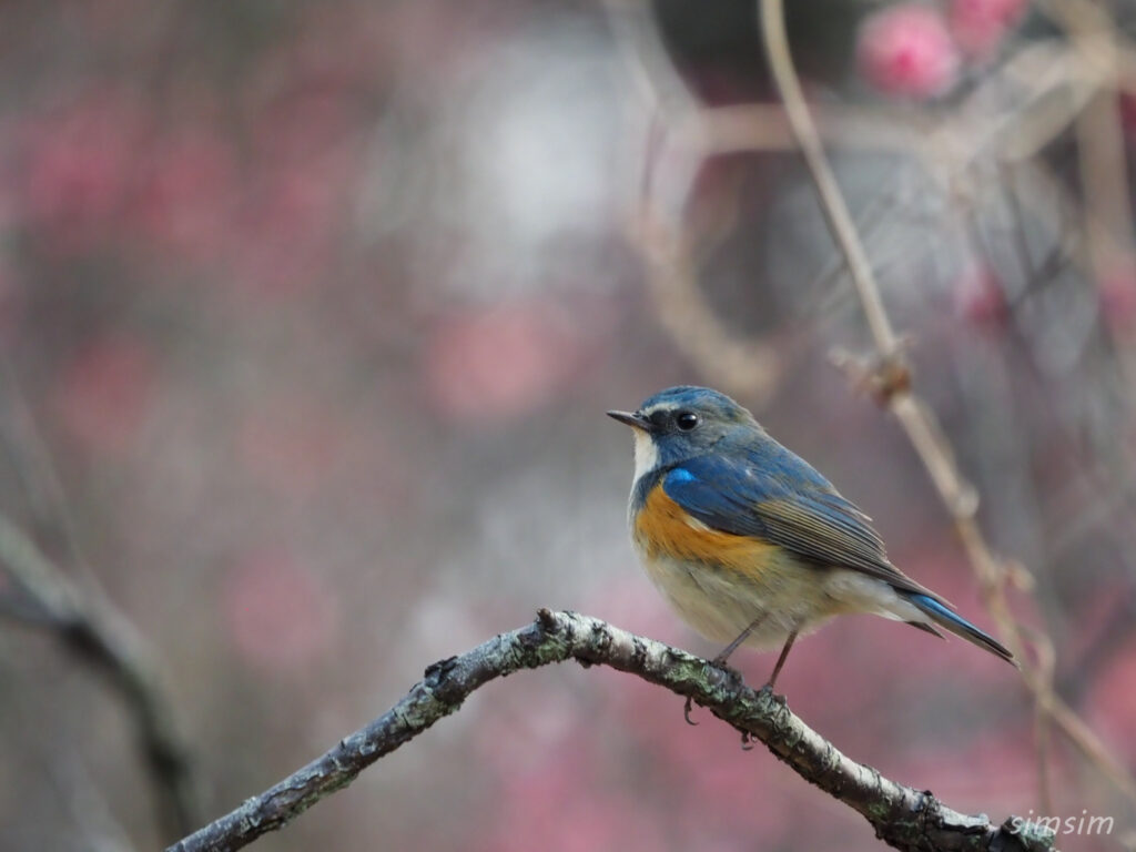 横浜の公園　ルリビタキ