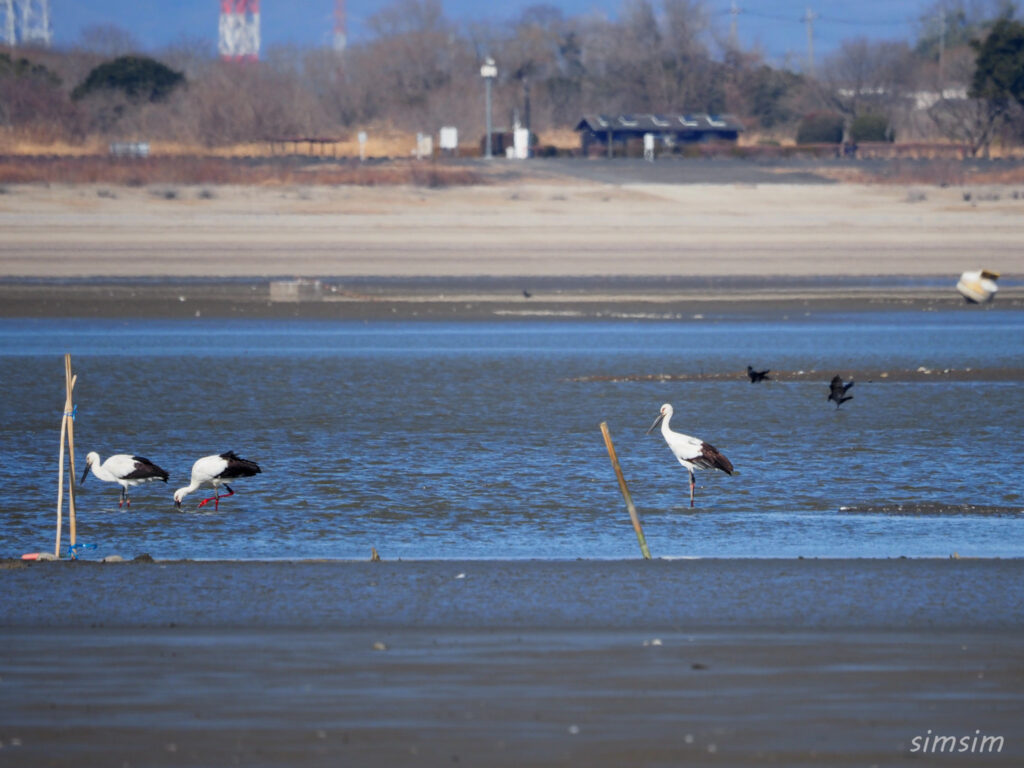 渡良瀬遊水地　コウノトリ