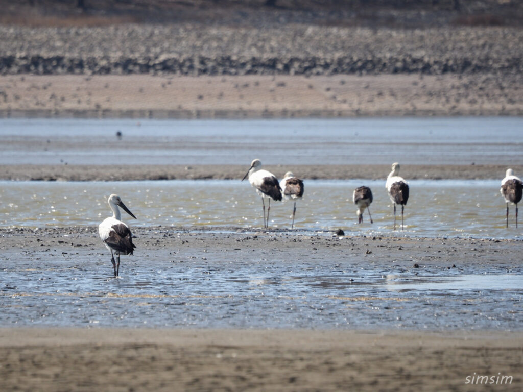 渡良瀬遊水地 コウノトリ