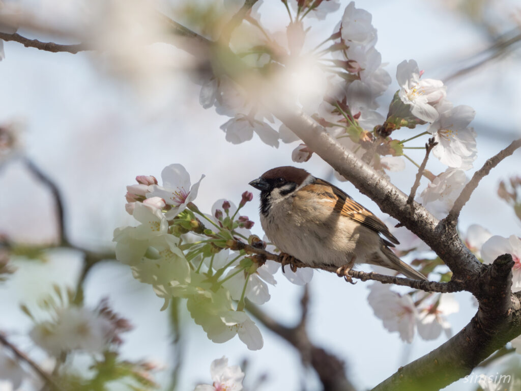 桜とスズメ