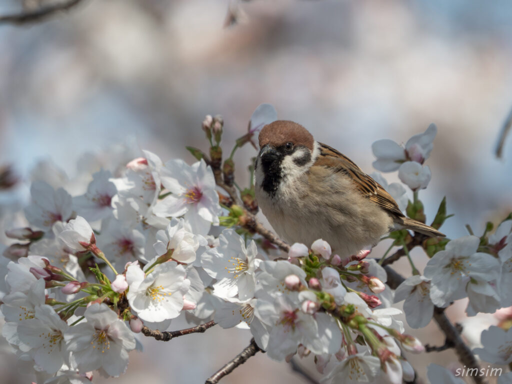 桜とスズメ