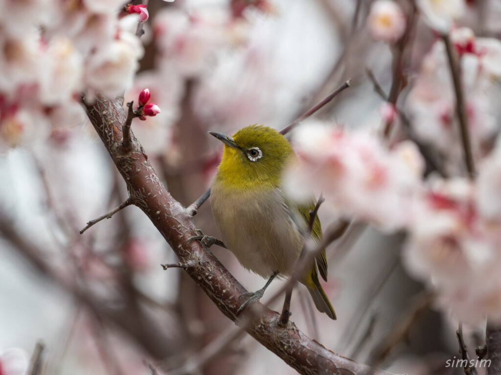 近所の公園　初春　エナガ