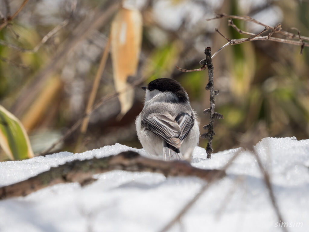 戦場ヶ原 コガラ