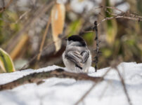 戦場ヶ原 コガラ