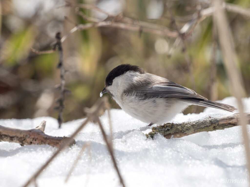 戦場ヶ原 コガラ