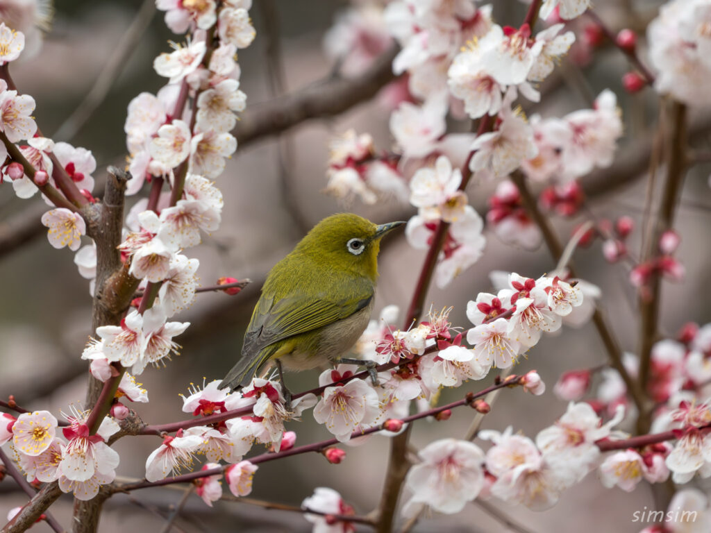 近所の公園 初春 エナガ