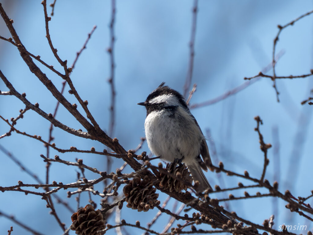 戦場ヶ原 ヒガラ