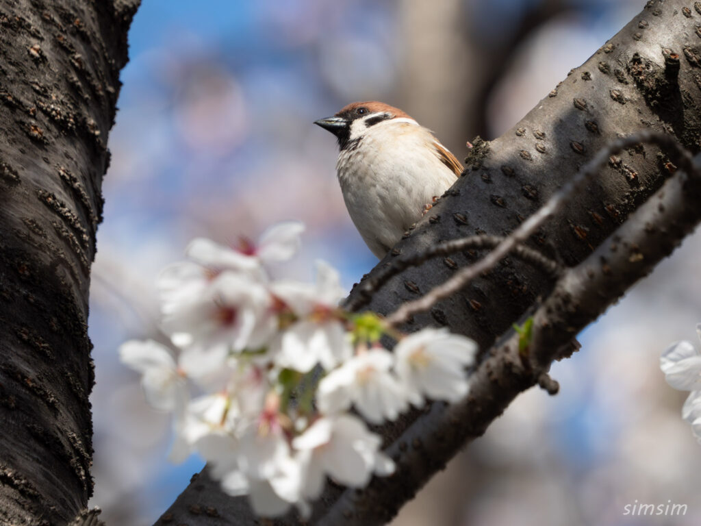 桜とスズメ
