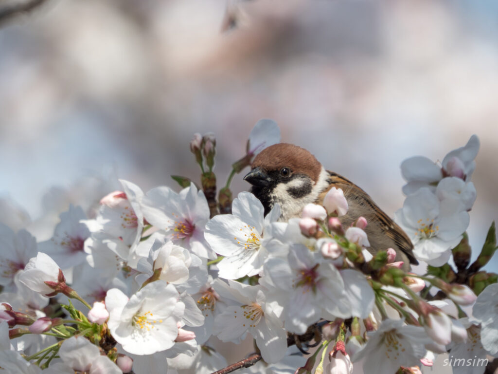 桜とスズメ