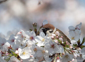 桜とスズメ