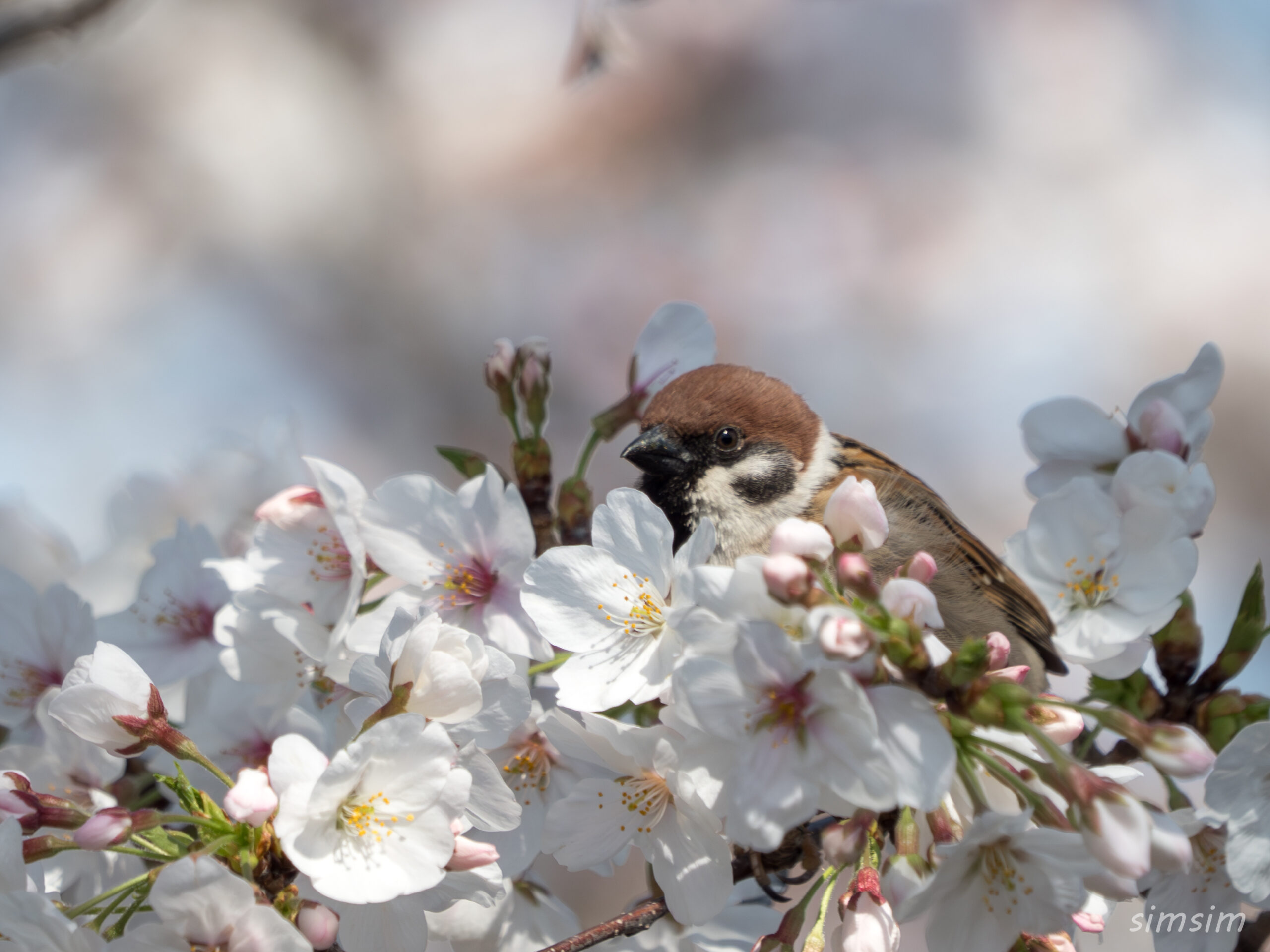 桜とスズメ