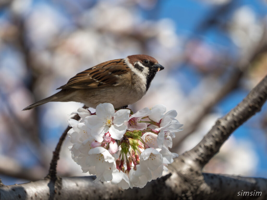 桜とスズメ