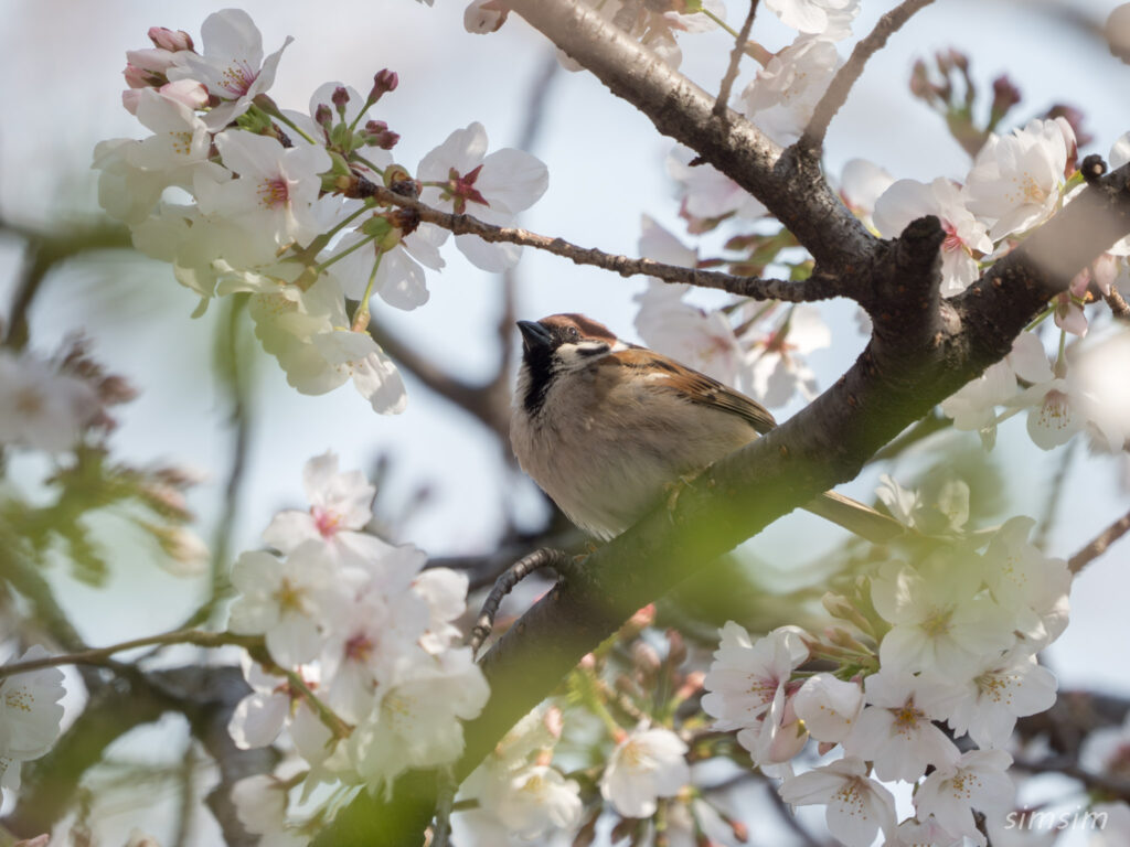 桜とスズメ