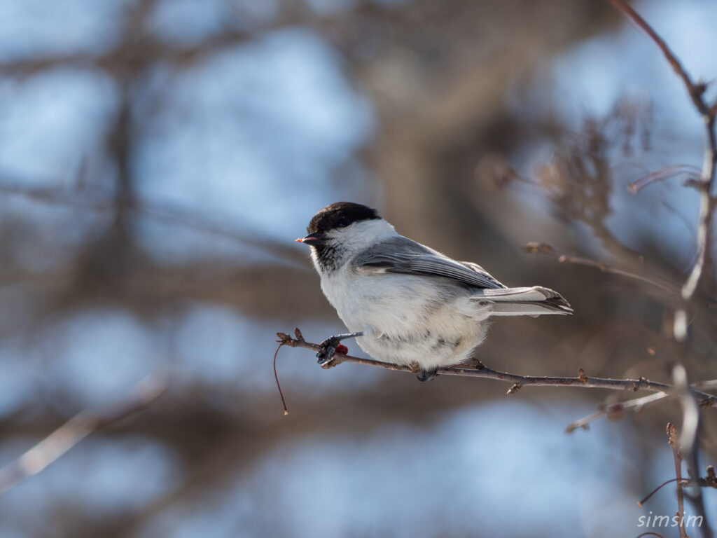 戦場ヶ原 コガラ